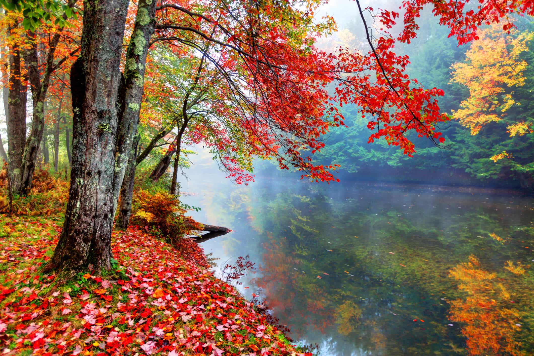 Vibrant autumn colors along a small stream in New Hampshire - Boston Hernia